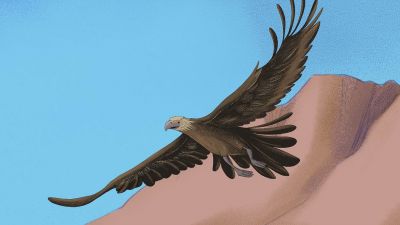 Cartoon character card of an eagle named Flynn
