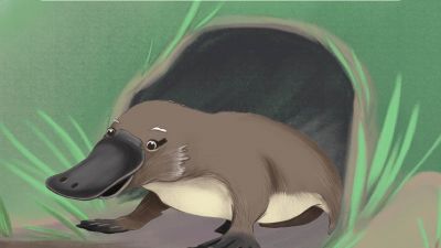 Cartoon character card of a platypus called Laurel