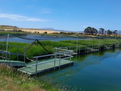 Floating wetlands at Ross with lots of growth