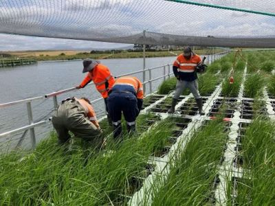 Teams working on the floating wetlands platform in high vis